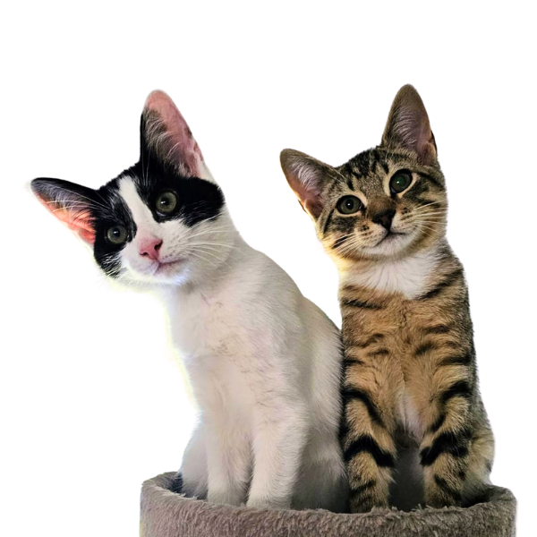 multimedia collage image