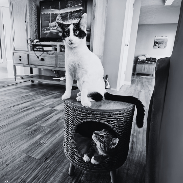 multimedia collage image