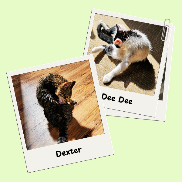 multimedia collage image