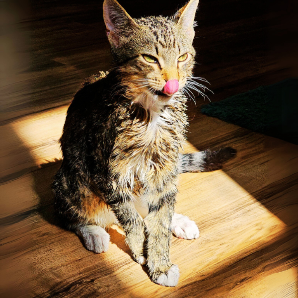 multimedia collage image