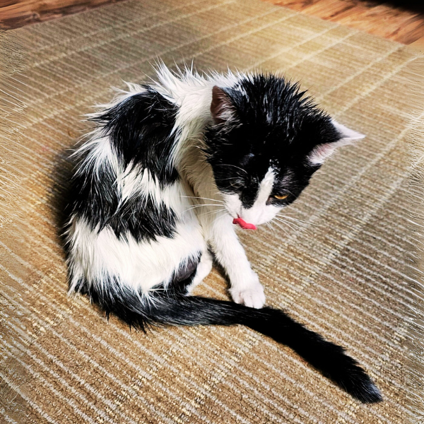 multimedia collage image